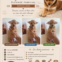 Chihuahua poils courts