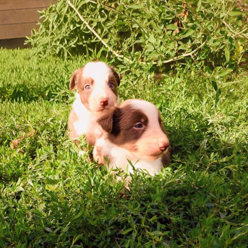 À réserver  2 adorables chiots border collie rouge
