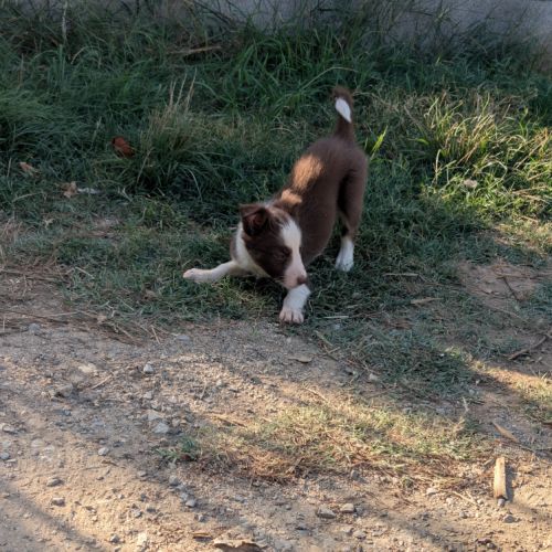 1 femelle chiot border collie rouge à réserver #2