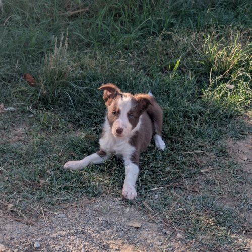 1 femelle chiot border collie rouge à réserver #3