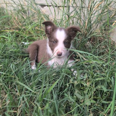 1 femelle chiot border collie rouge à réserver #4