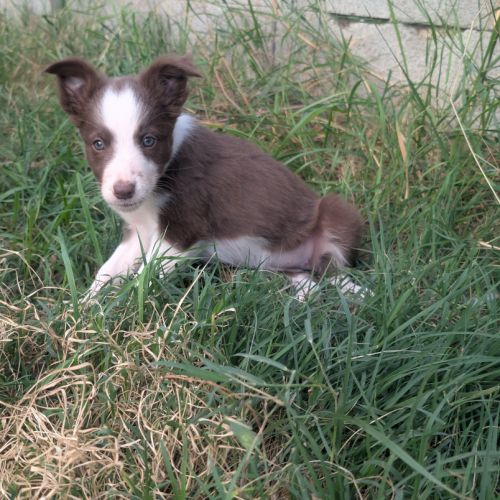 1 femelle chiot border collie rouge à réserver #5
