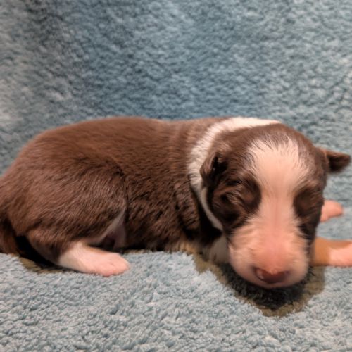 À réserver  2 adorables chiots border collie rouge #0