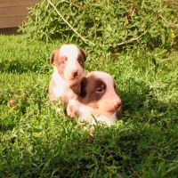 À réserver  2 adorables chiots border collie rouge