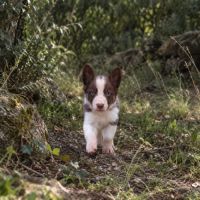 À réserver  2 adorables chiots border collie rouge