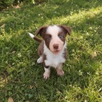 1 femelle chiot border collie rouge à réserver