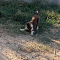 1 femelle chiot border collie rouge à réserver #2