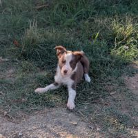 1 femelle chiot border collie rouge à réserver #3