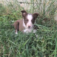 1 femelle chiot border collie rouge à réserver #4
