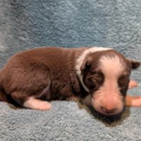 À réserver  2 adorables chiots border collie rouge