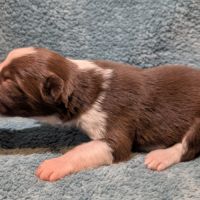 À réserver  2 adorables chiots border collie rouge #2