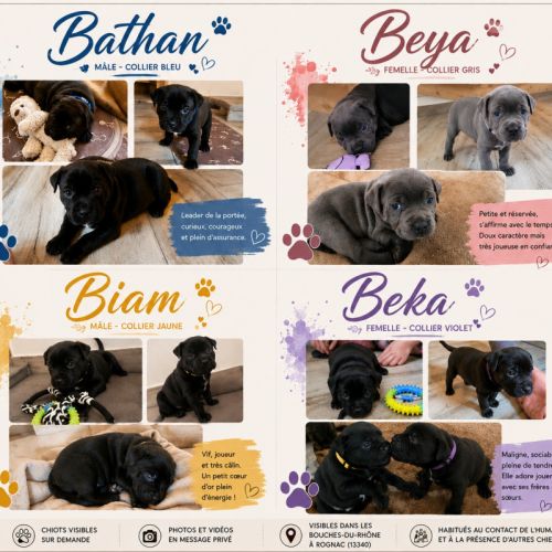Chiots staffies #0