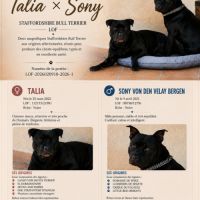 Chiots staffies #1