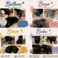 Chiots staffies