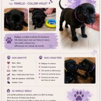 Chiots staffies