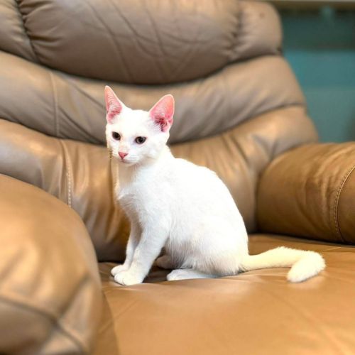 Olaf- chaton dynamique !