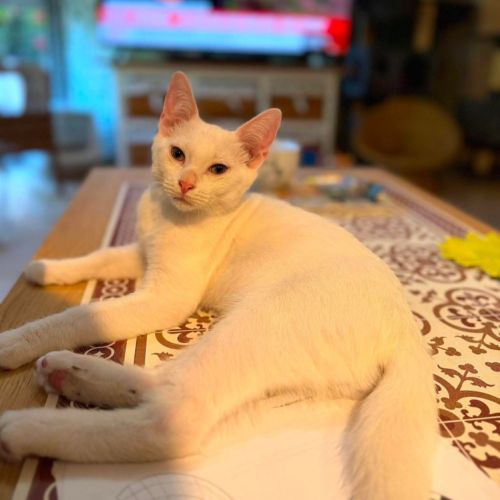 Olaf- chaton dynamique ! #2