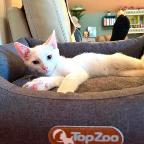 Olaf- chaton dynamique ! #4