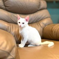 Olaf- chaton dynamique ! #0