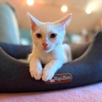 Olaf- chaton dynamique ! #3
