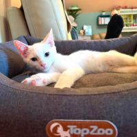 Olaf- chaton dynamique ! #4