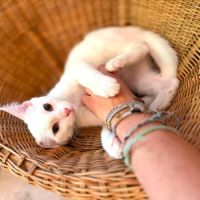 Olaf- chaton dynamique ! #5
