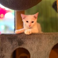 Olaf- chaton dynamique ! #6