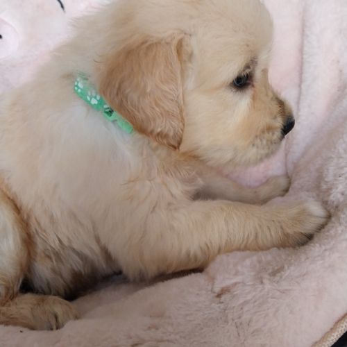 Chiot golden retriever #5