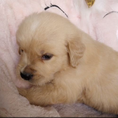 Chiot golden retriever #6