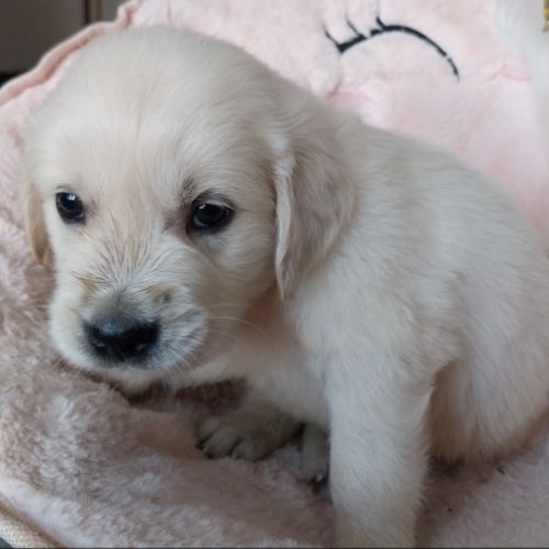 Chiot golden retriever #7