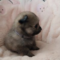 Chiot golden retriever #2