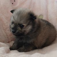Chiot golden retriever #4