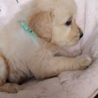 Chiot golden retriever #5