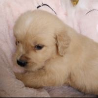 Chiot golden retriever #6