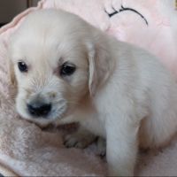 Chiot golden retriever #7