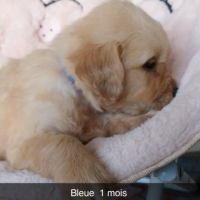 Chiot golden retriever #8