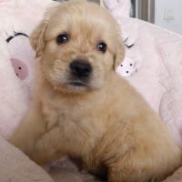 Chiot golden retriever #0