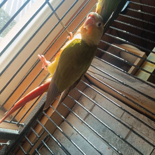 Vend ou échange conures #2