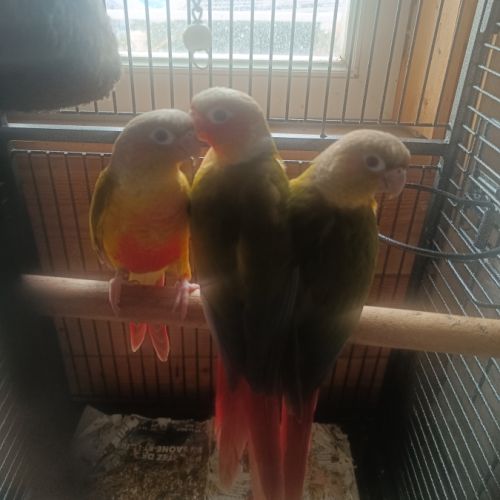 Vend ou échange conures #3