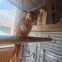 Vend ou échange conures