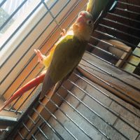Vend ou échange conures #2
