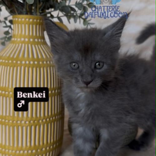 Chatons maine coon loof né(e)s le 30 juin 2026 #0