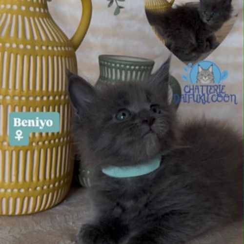 Chatons maine coon loof né(e)s le 30 juin 2026 #5