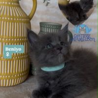 Chatons maine coon loof né(e)s le 30 juin 2026 #5