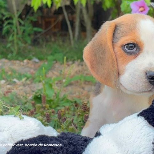 Biscotte, femelle beagle de 2,5 mois #2