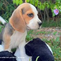 Biscotte, femelle beagle de 2,5 mois