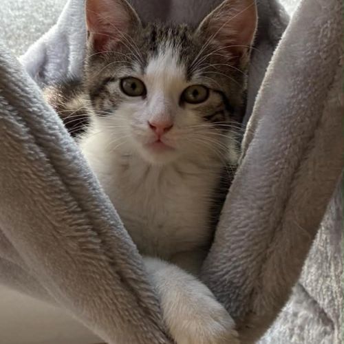 Loki un chaton qui vous fera fondre ! #0