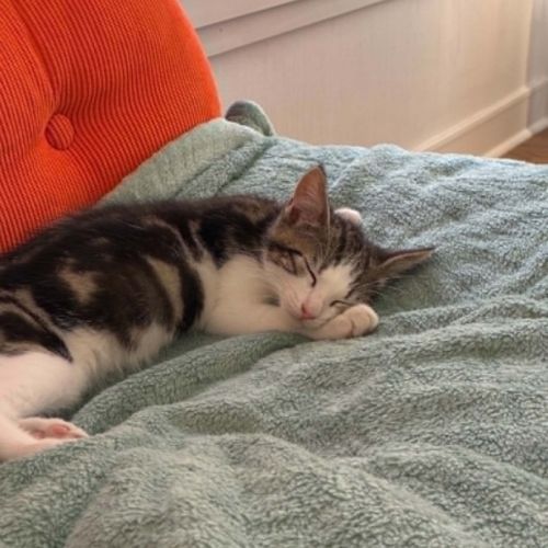 Loki un chaton qui vous fera fondre ! #4