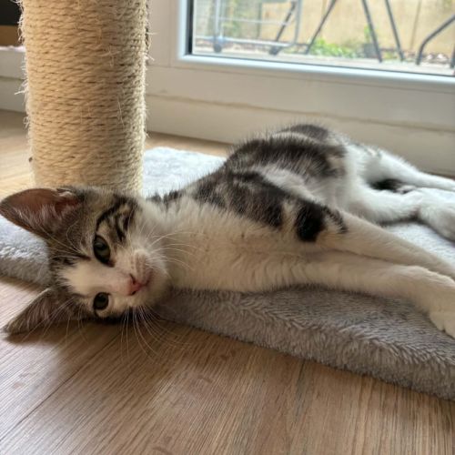 Loki un chaton qui vous fera fondre ! #5