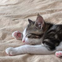 Loki un chaton qui vous fera fondre ! #2